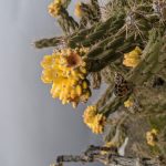 Photo of cactus against dark sky