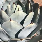 Close-up of cactus