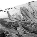 Black and white photo of driftwood