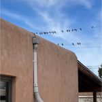 Photo of birds of telephone wires