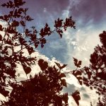 Photo of sky through trees