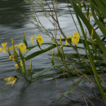 Photograph of lilies drooping into the water of an acequia