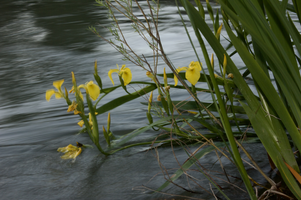 Photograph of lilies drooping into the water of an acequia