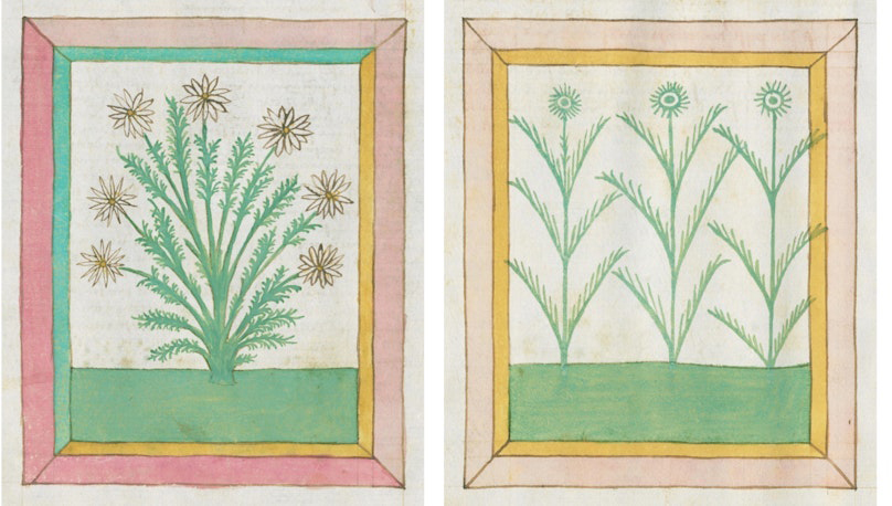 Two drawings of herbs from a 15th-century German herb guide.