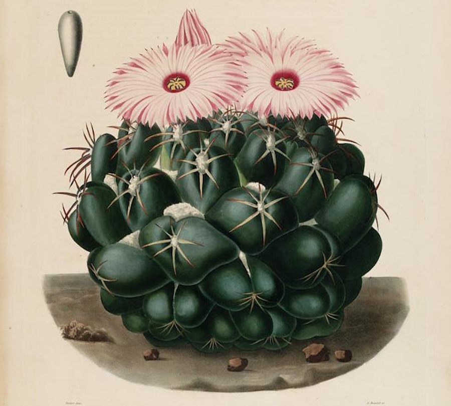 Drawing of a cactus with two pink flowers blooming at the top.