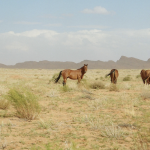 Photograph of four horses in the desert, one facing the camera