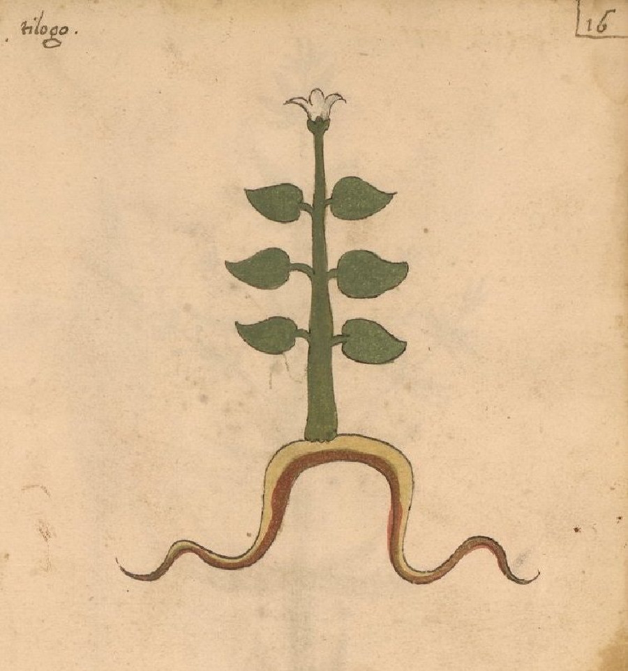 15th century art of an Italian herb.