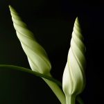 Close-up portrayal of moonflowers at night.