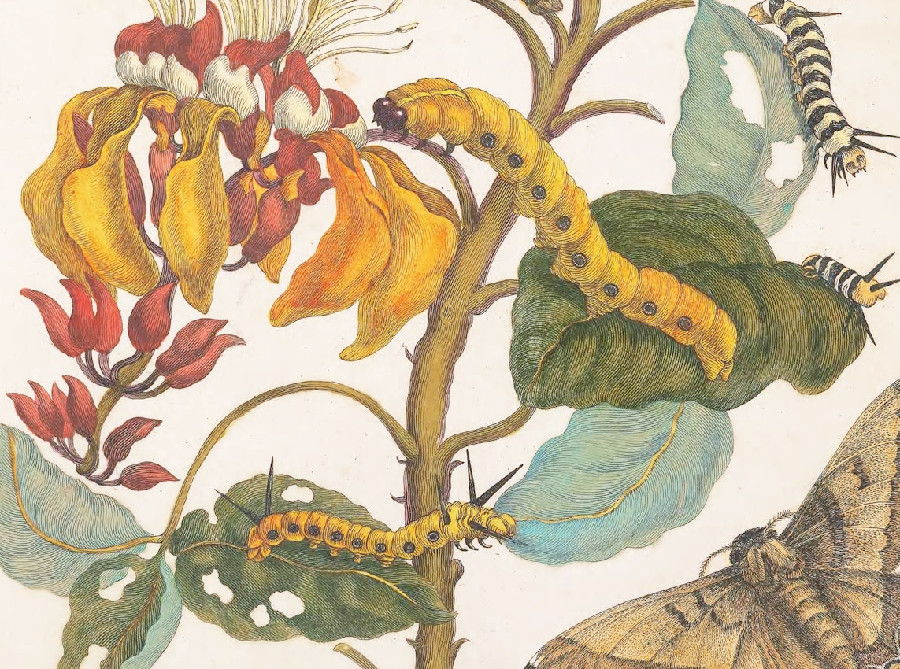 Colorful drawing of caterpillars on leaves from Merian Metamorphasis.