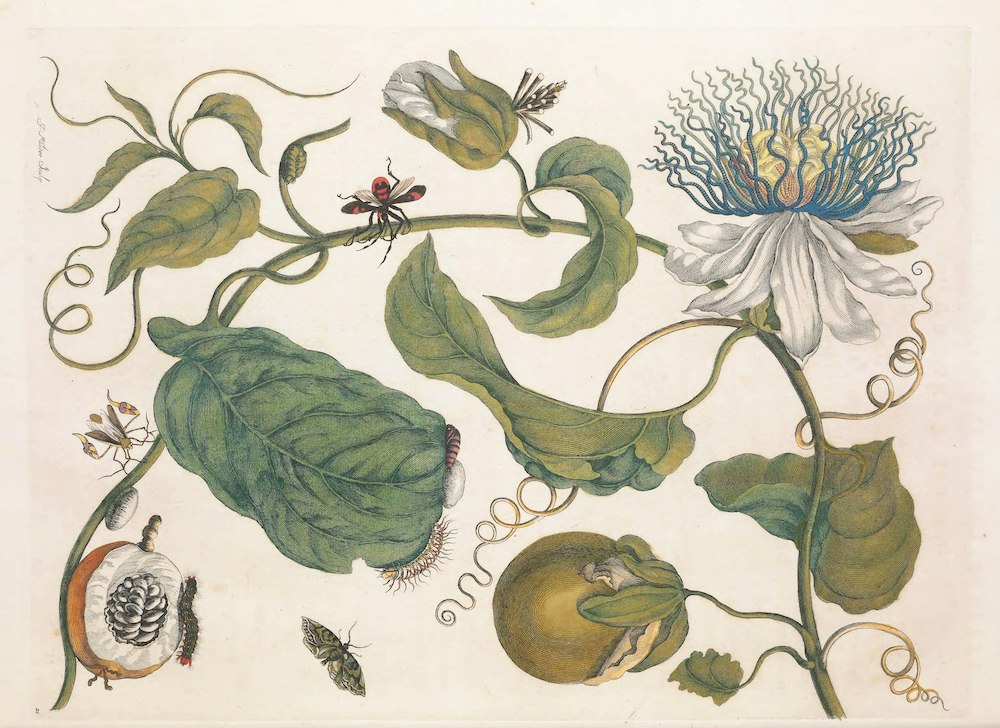 Illustration page from Maria Sibylla Merian’s Metamorphosis Insectorum Surinamensium (1705).