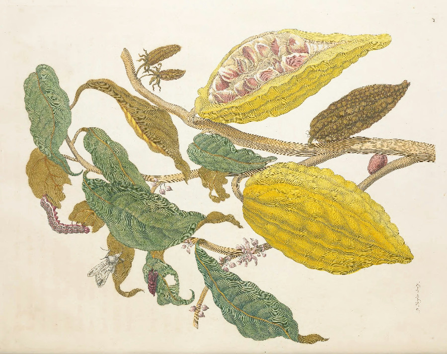 Colorful drawing of plants and bugs from Merian Metamorphosis.