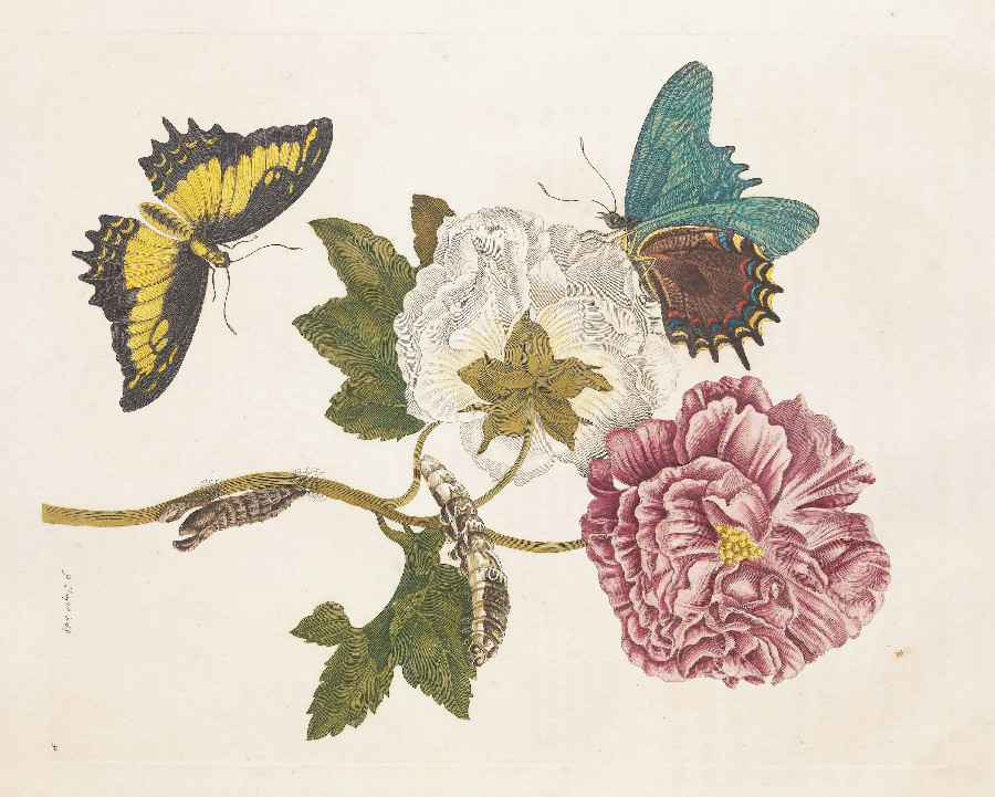 Colorful drawing of flowers and bugs from Merian Metamorphosis.