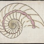 illustration of a spiral shell