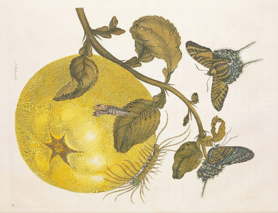 Colorful drawing of plants and bugs from Merian Metamorphosis.