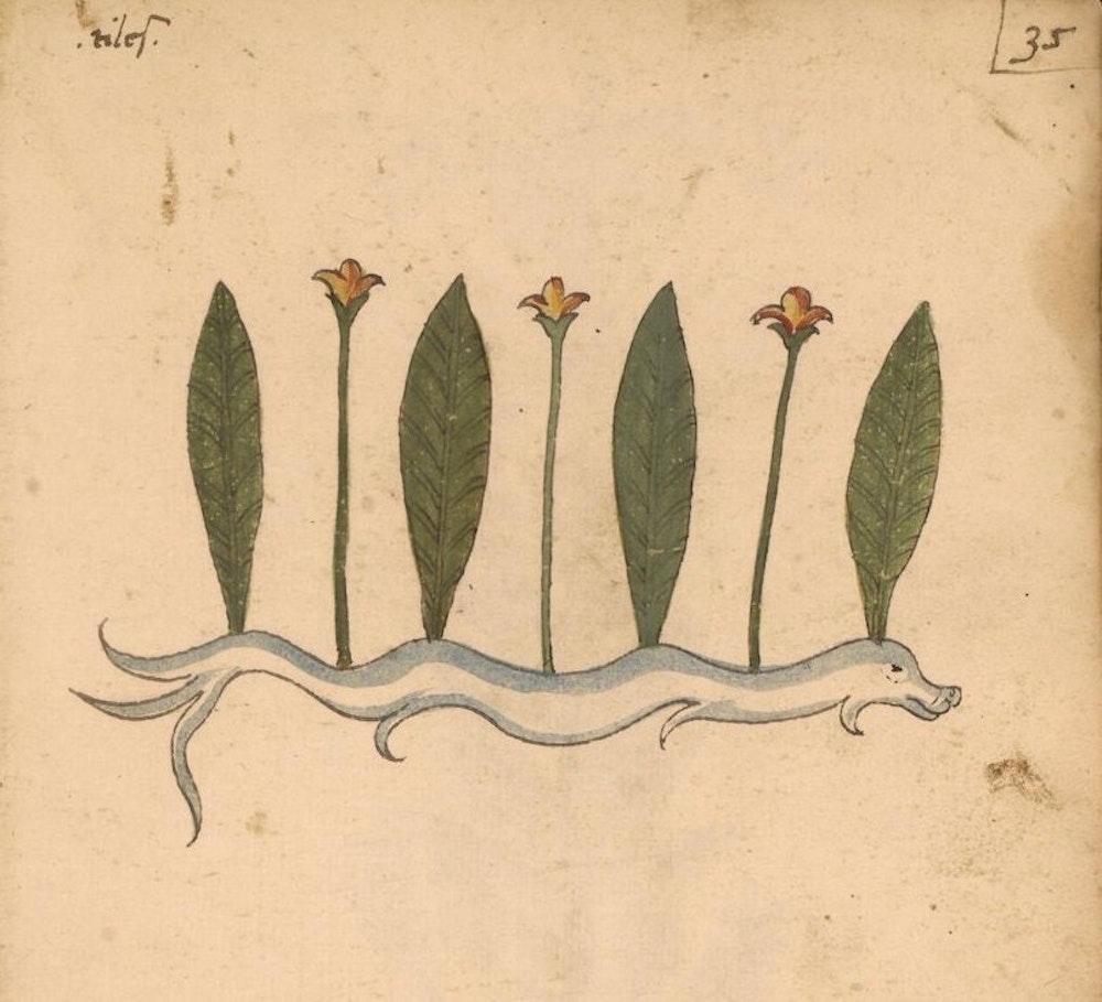 Sketch with four leaves, three flowers, growing out of a serpent-like creature.