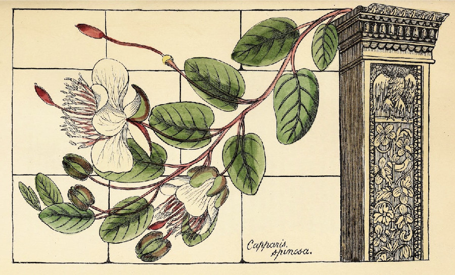 19th century art of flora from a Roman Colosseum by Richard Deakin.