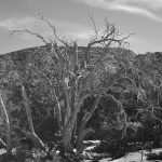 Black and white photo of snowy desert landscape