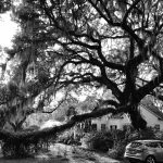 Black and white photo of oak with Spanish moss hanging over house