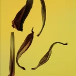 Issue 39 cover
