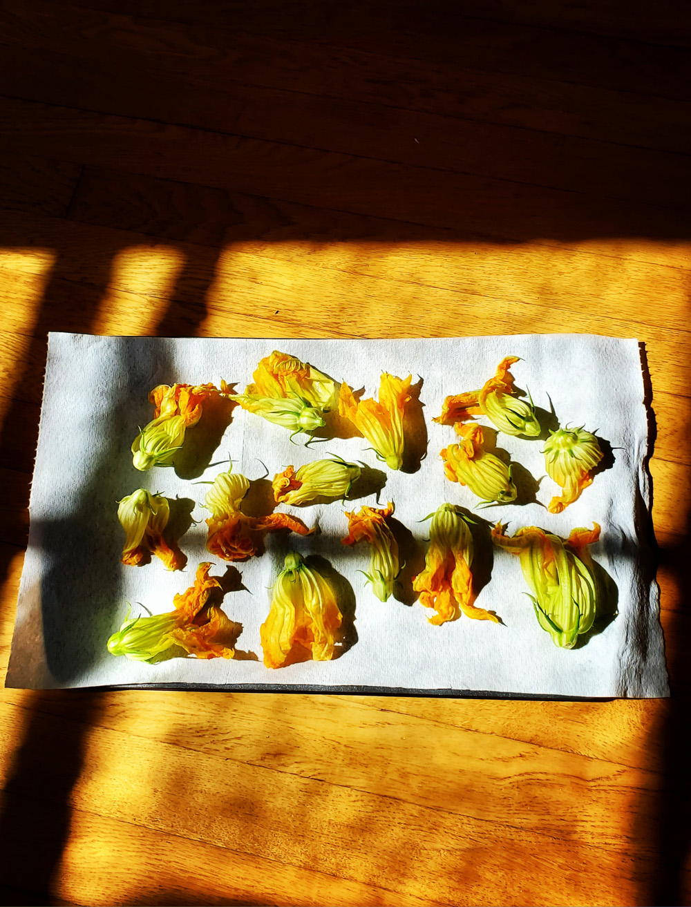 Issue 49 cover featuring squash blossoms set on a sunlit table