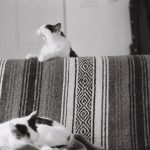 Photograph of two cats lounging