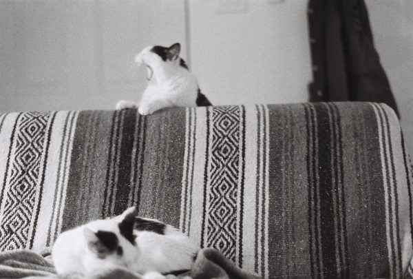 Photograph of two cats lounging